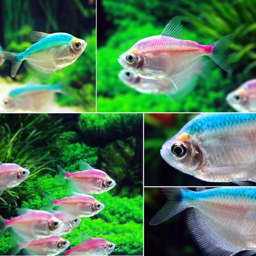 养观赏鱼小知识大全,养观赏鱼知识大全