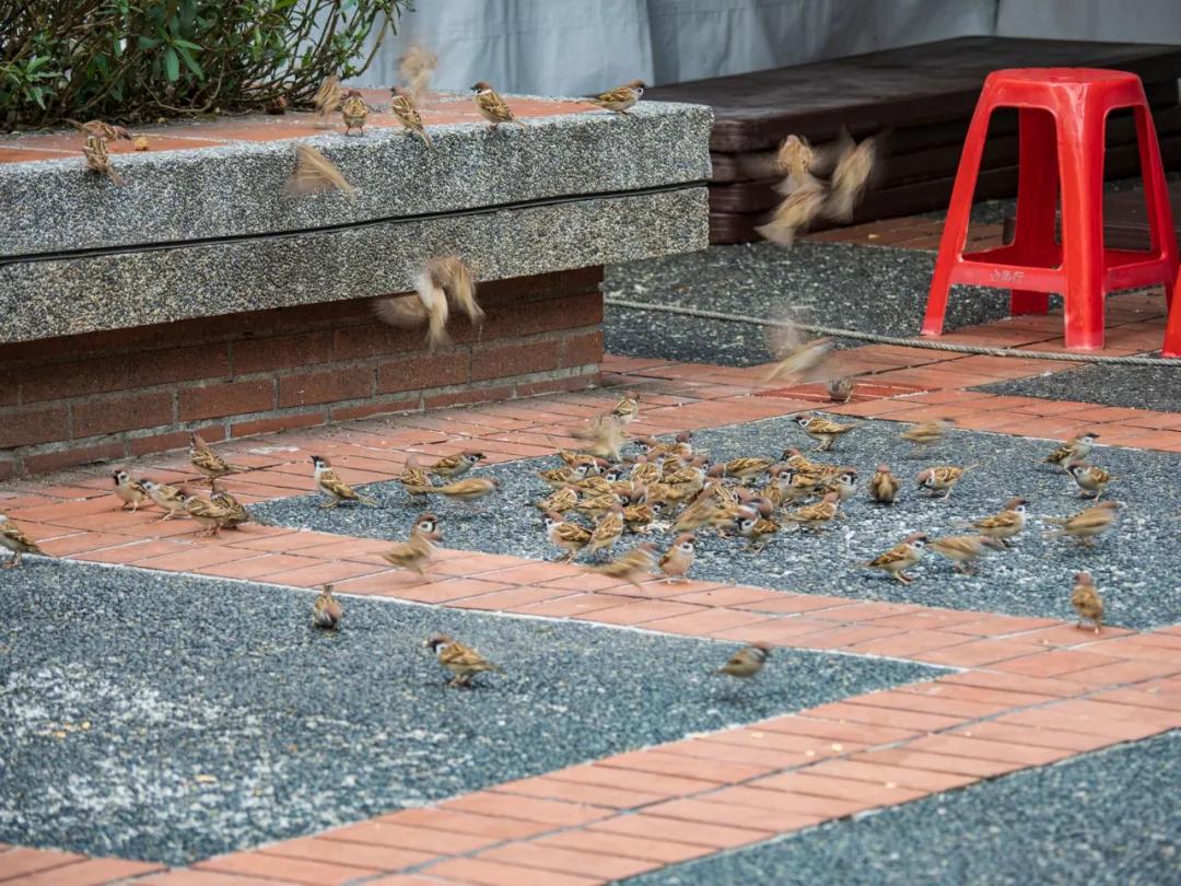 揭秘“奥炮”台北探店之旅的背后故事