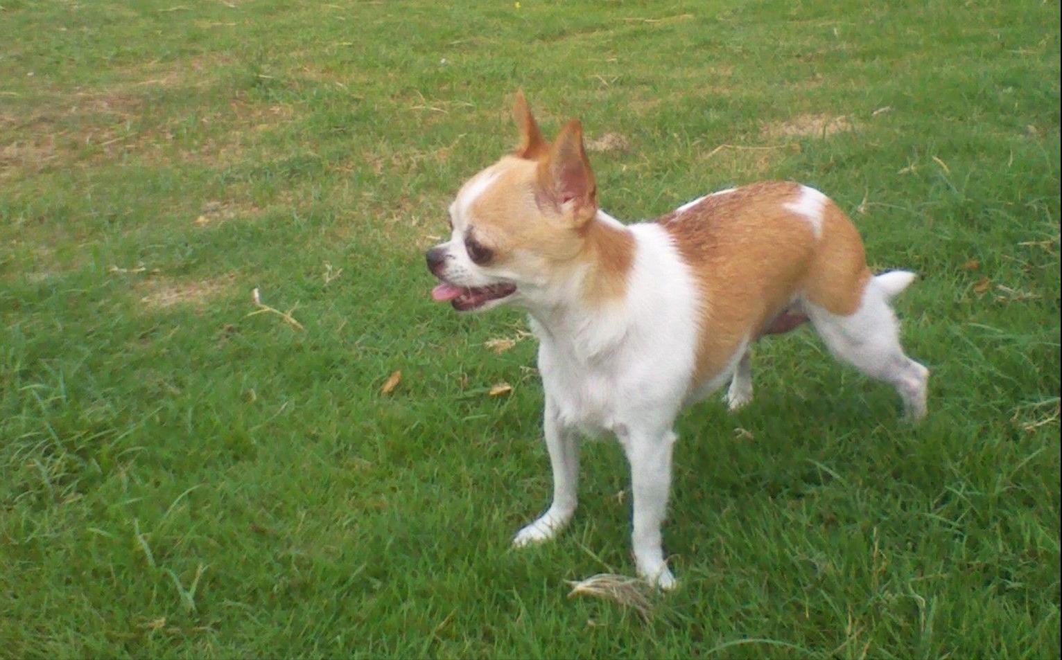 建议穷人养的10种便宜狗100以内,学生党适合养什么狗狗便宜