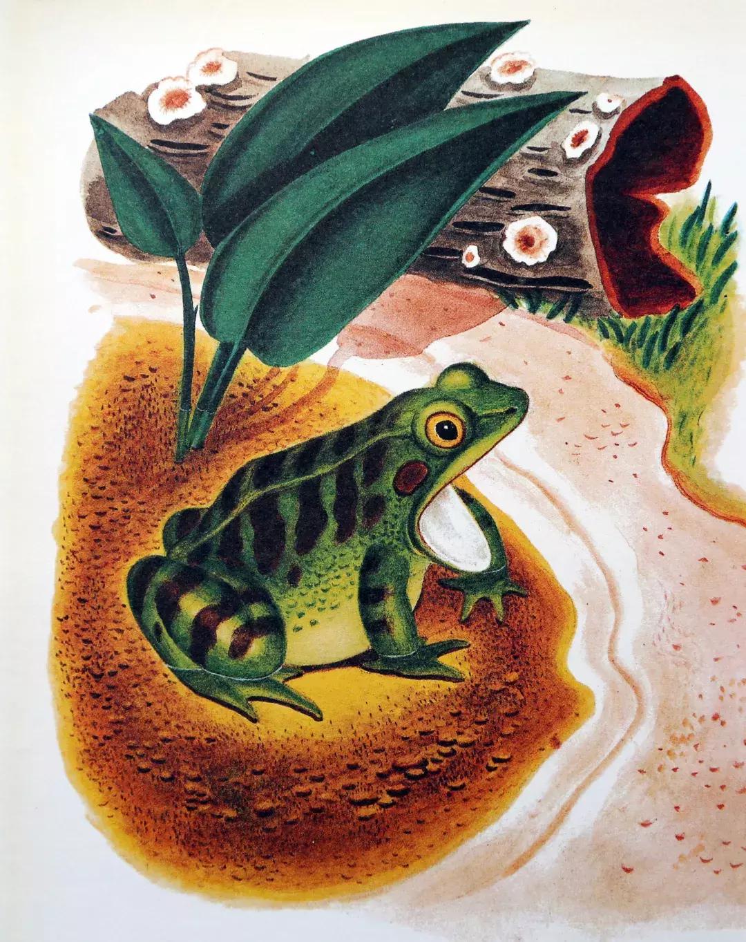 为什么要看绘本羞答答的小猫,幼儿绘本孤独的小猫推荐理由