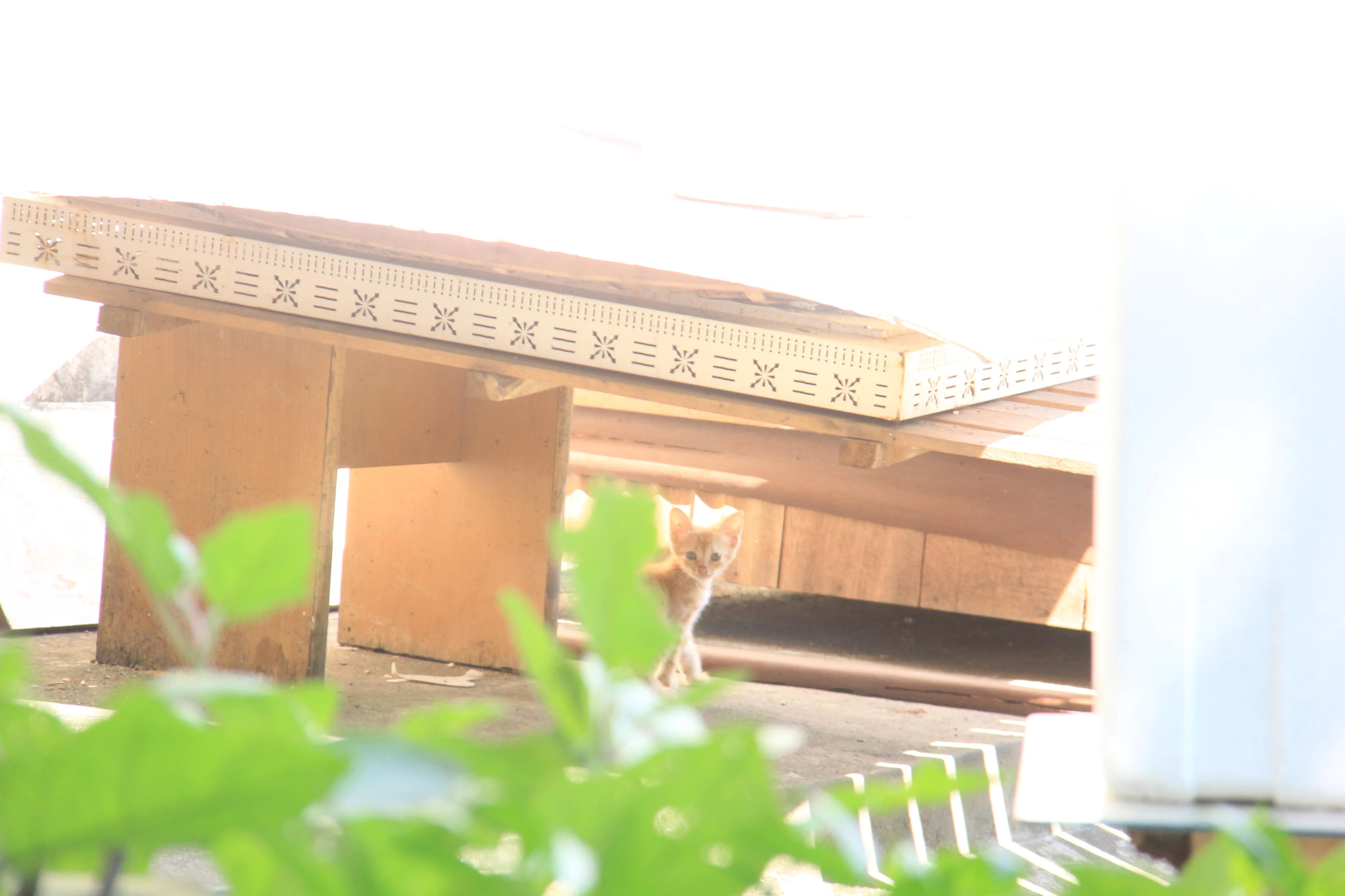 叫声咪咪咪，不是小猫咪，原来是只黑鹎