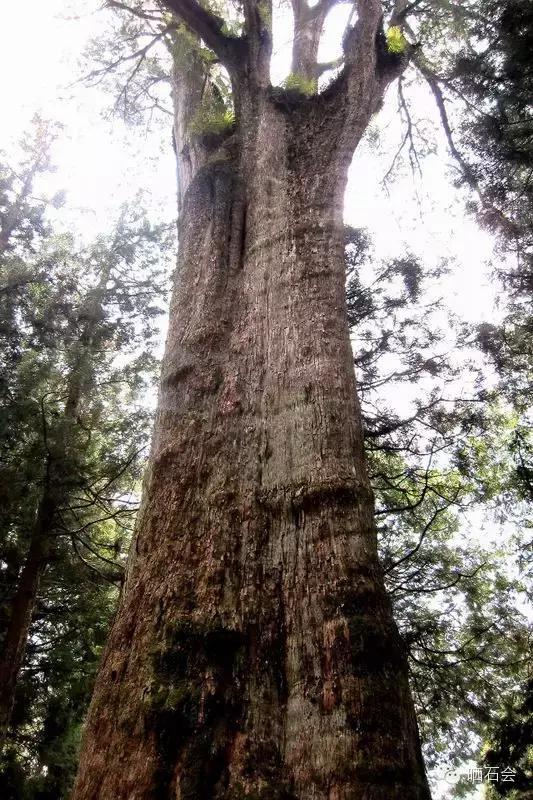 中国十大古树景观,重庆最老古树树龄千年