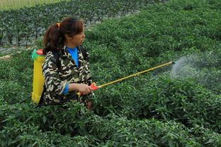 辣椒炭疽病你了解吗？高温天气易感染、传播快！防治措施在这里