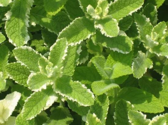 薄荷在家中养哪个品种比较好,薄荷什么品种适合养在家里