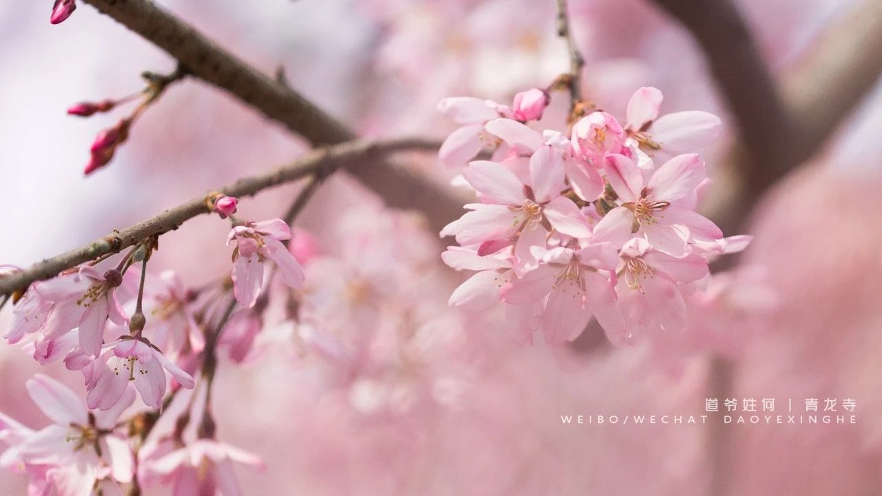 网红西安热度,西安网红带来的启示
