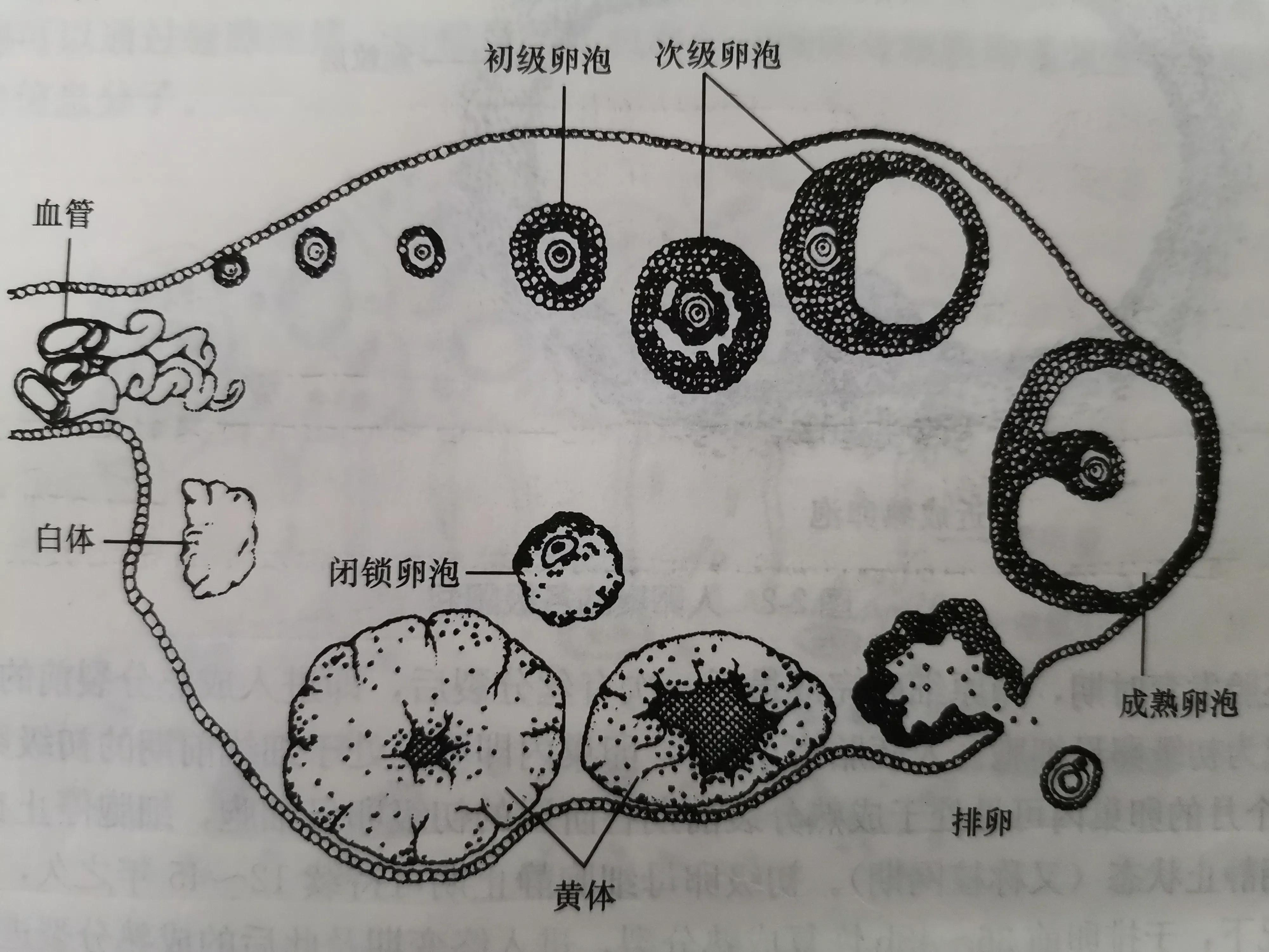 卵泡标准图片大全,微观卵泡是什么样子
