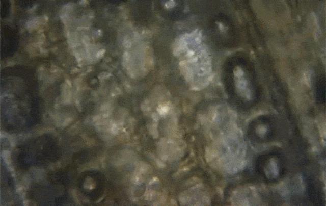 过年家里筷子该换了！日本樱花合金筷，高分子材料200℃耐高温