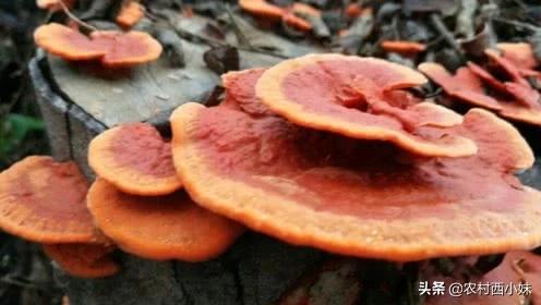 灵芝种植怎么预防霉菌,灵芝绿霉菌发生了怎么处理