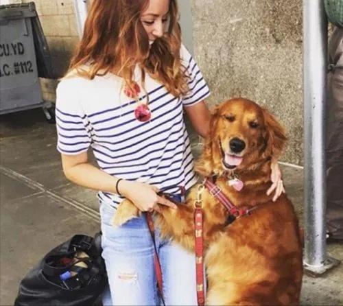 枫叶红的金毛犬的缺点,金毛犬的优点和缺点