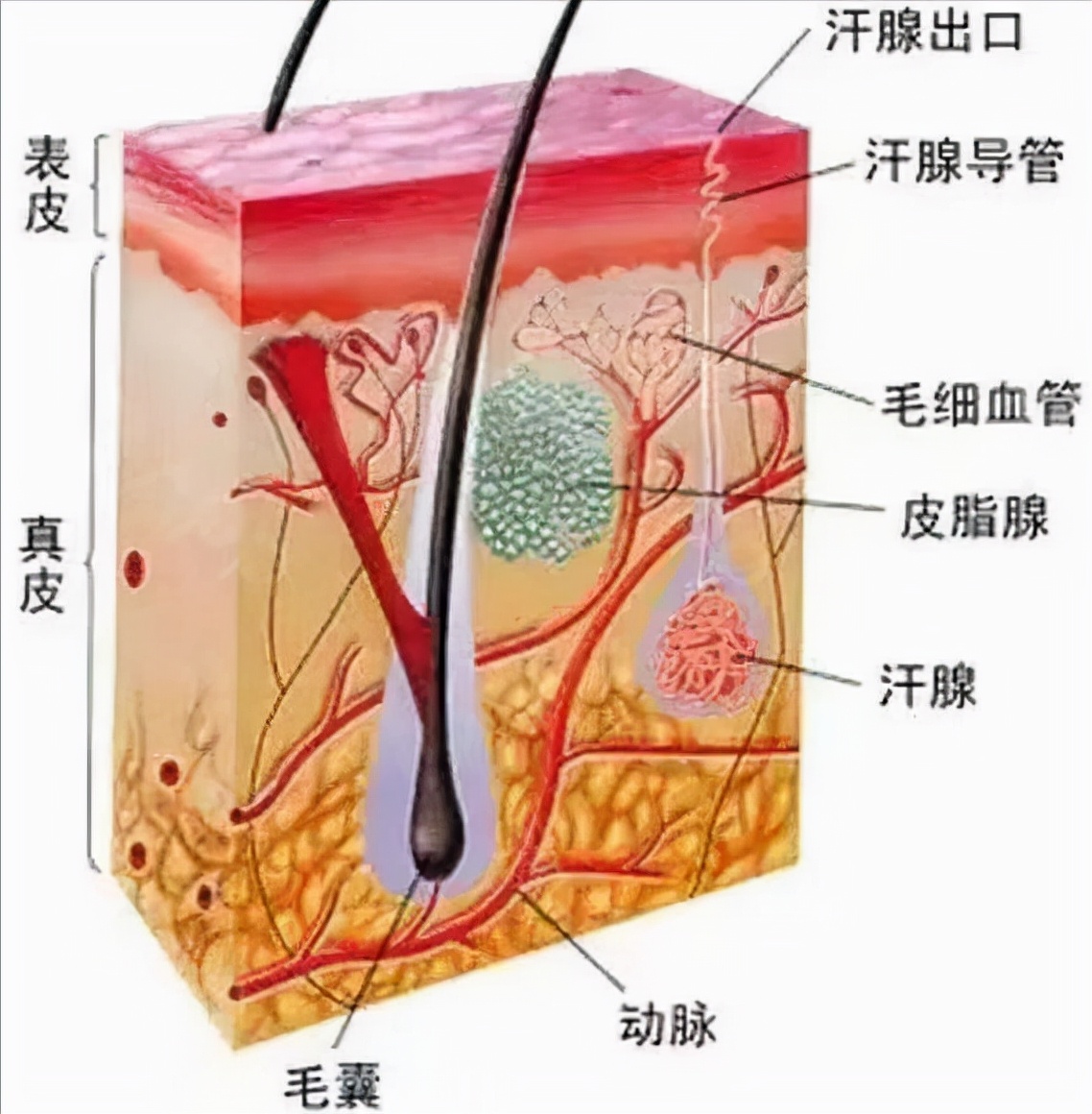 我国2.5亿人“秃了”，科学家找到“元凶”后反而更苦恼，咋回事