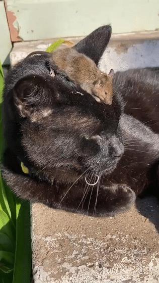 一天抓100只耗子,一天抓百来只田鼠