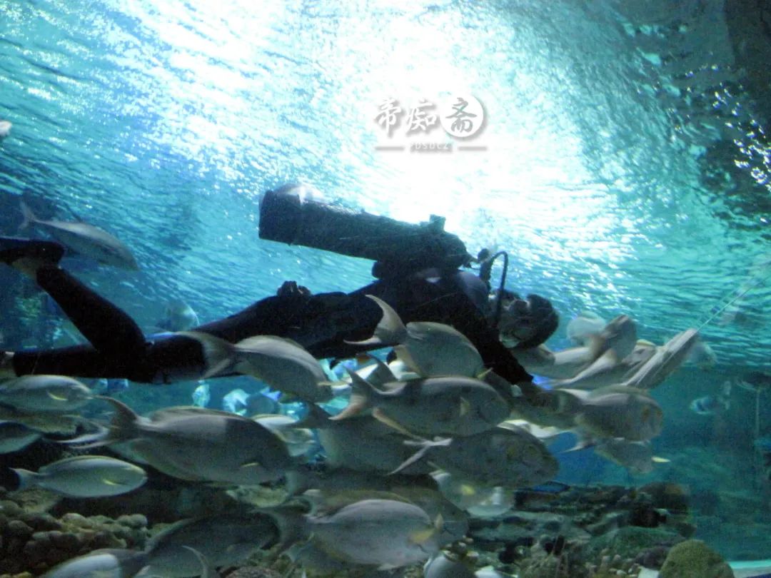 海底世界大比拼,海底世界大战