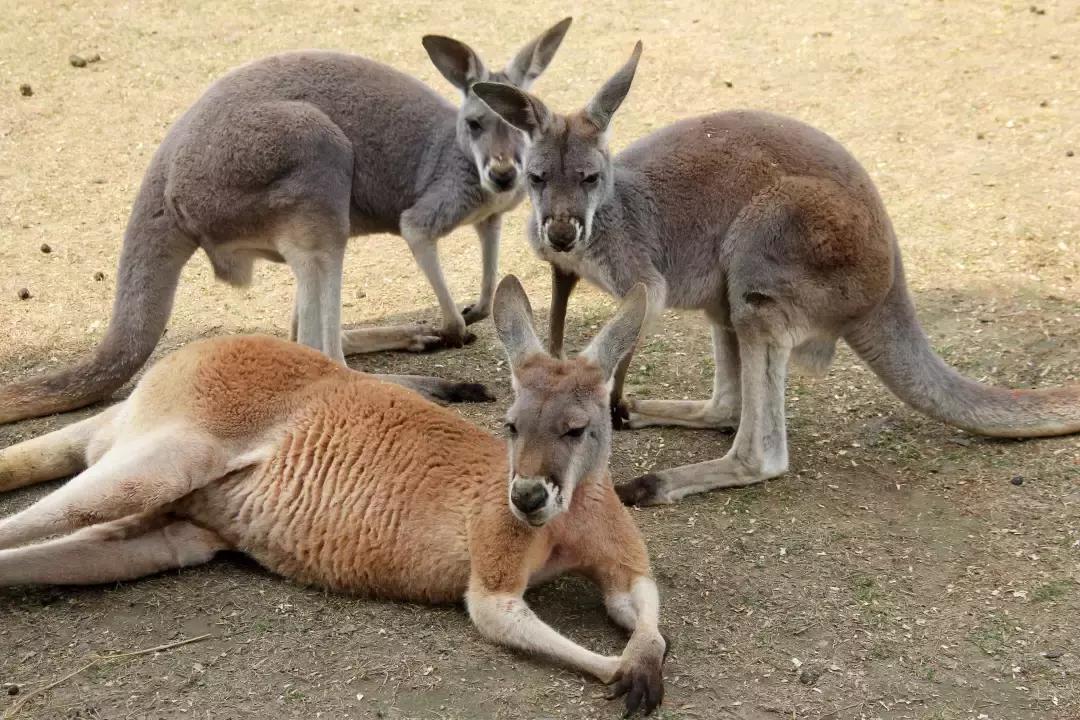 袋鼠界的“白雪公主”，近日找不到孩子他爸了……