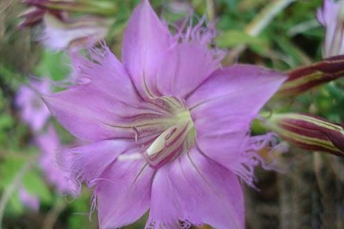 进口医用冷敷贴价格,medicalcoolingpaste医用冷敷贴