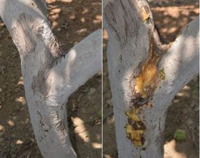 *疆新**核桃常见病虫害防治之研究,掌握此类知识,种出优质核桃