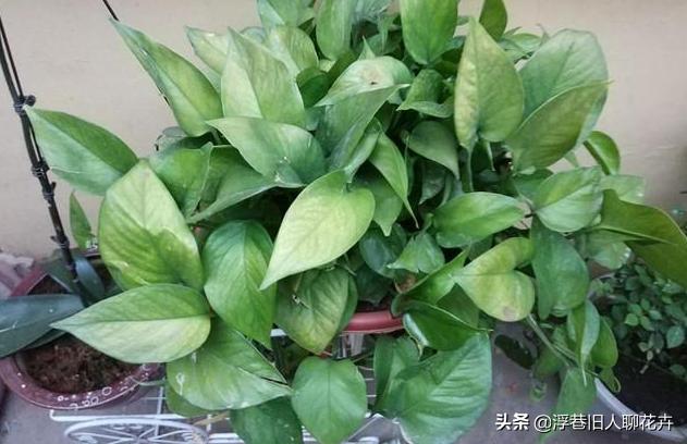 冬天室内绿萝经常出现黄叶怎么办,冬天绿萝浇水多了怎么拯救