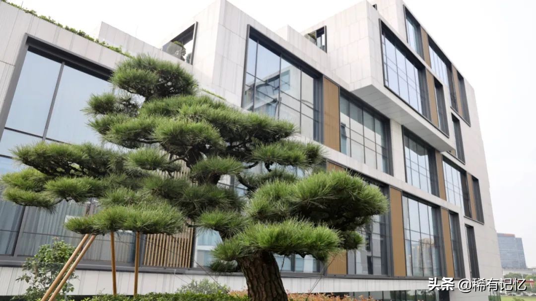 苏州顶奢酒店推荐,在苏州最高酒店住一晚是什么体验