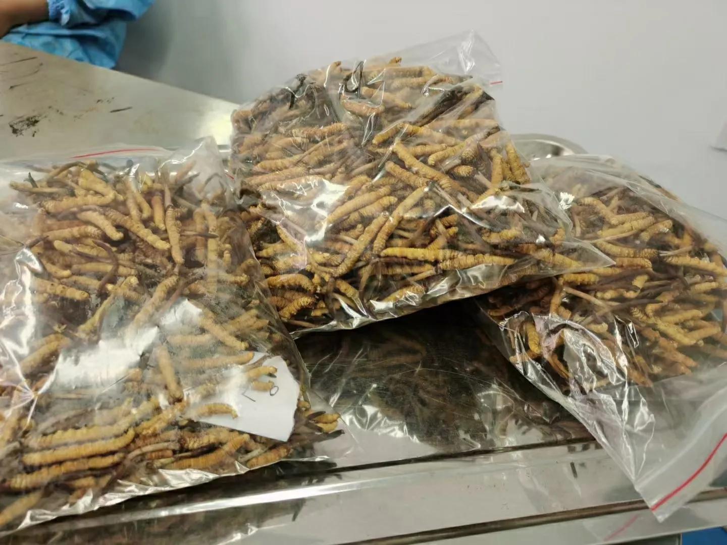 冬虫夏草鸡汤做法虫草放多少,孕妇虫草炖鸡汤一般放几根