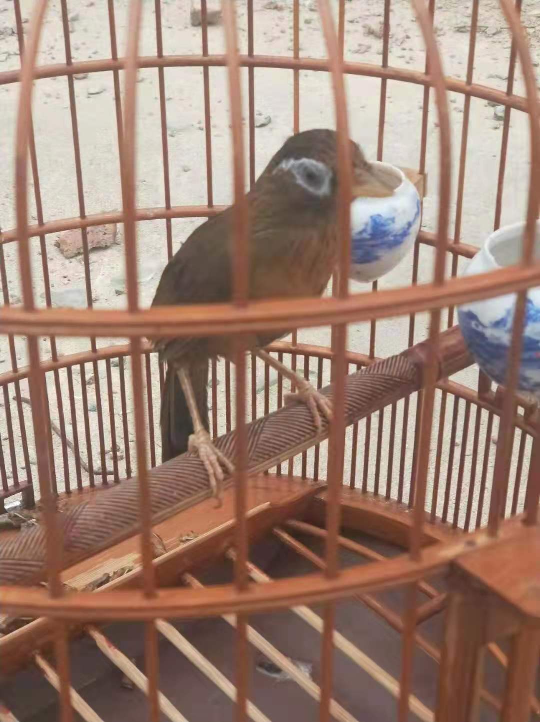 养鸟有蚊子怎么办,竹鸟笼养鸟怎么清洗粪便