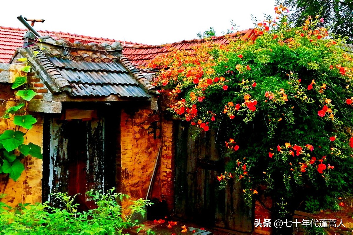 六月枣花香气袭人,六月枣花香