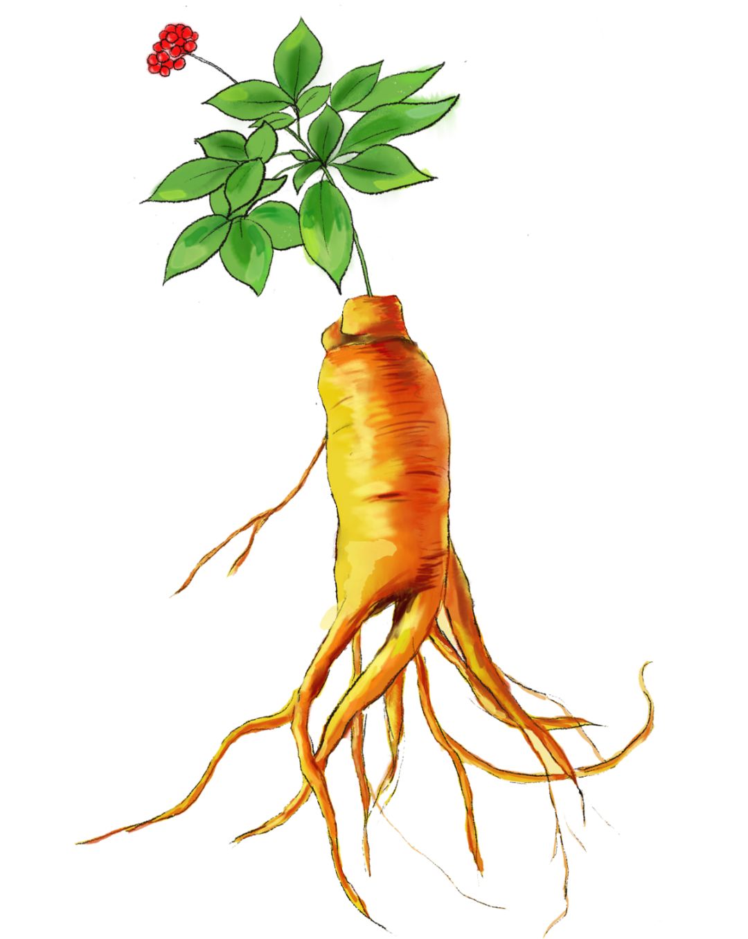 儿童增加抵抗力和免疫力吃人参,免疫力低下的儿童吃人参好吗