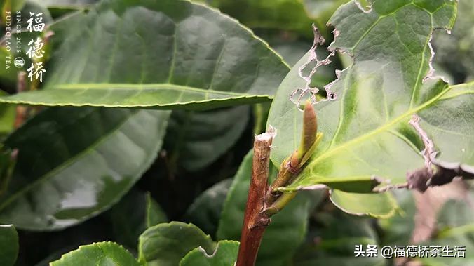 永春佛手春茶,永春佛手茶叶产区