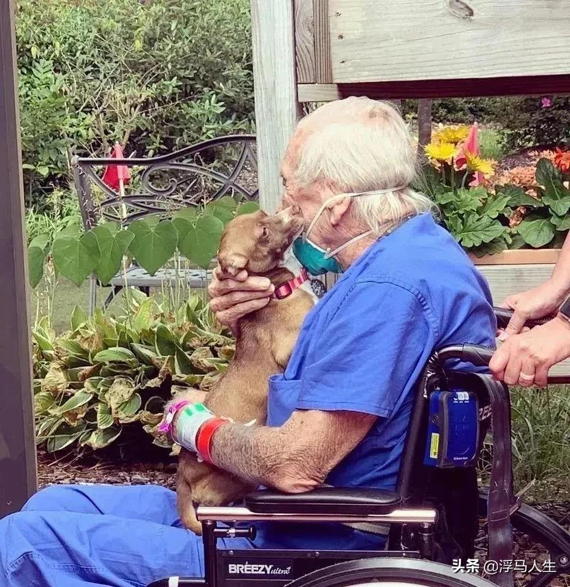 吉娃娃摔了一跤假死,吉娃娃晕倒了