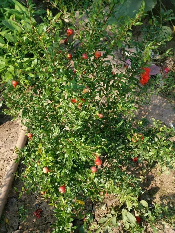 石榴树树干修剪视频,石榴树修剪枝条的方法