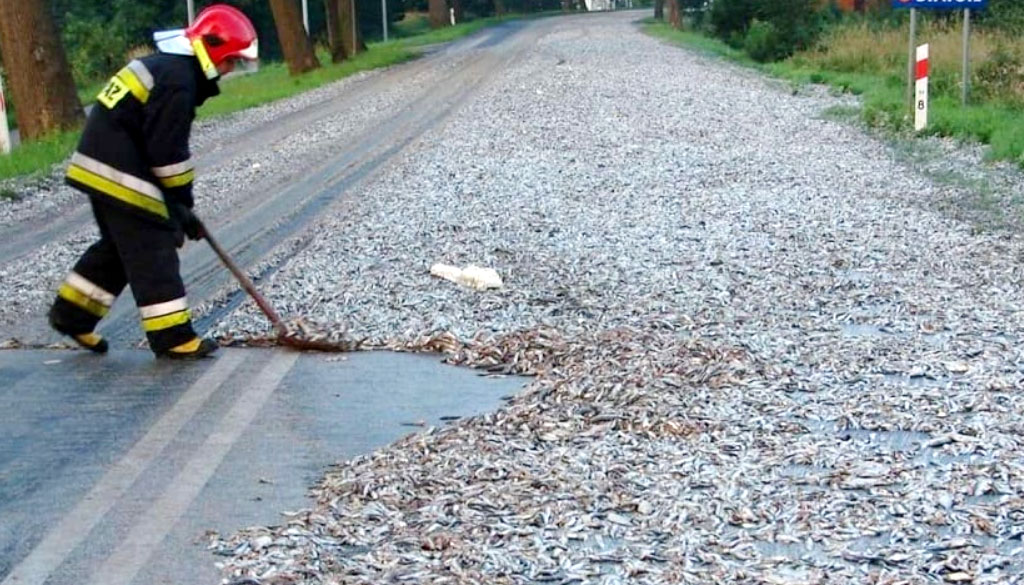 上万条鱼随暴雨从天而降,暴雨过后上万条活鱼从天而降