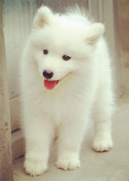 萨摩耶应该怎么挑选幼犬,最萌萨摩耶犬