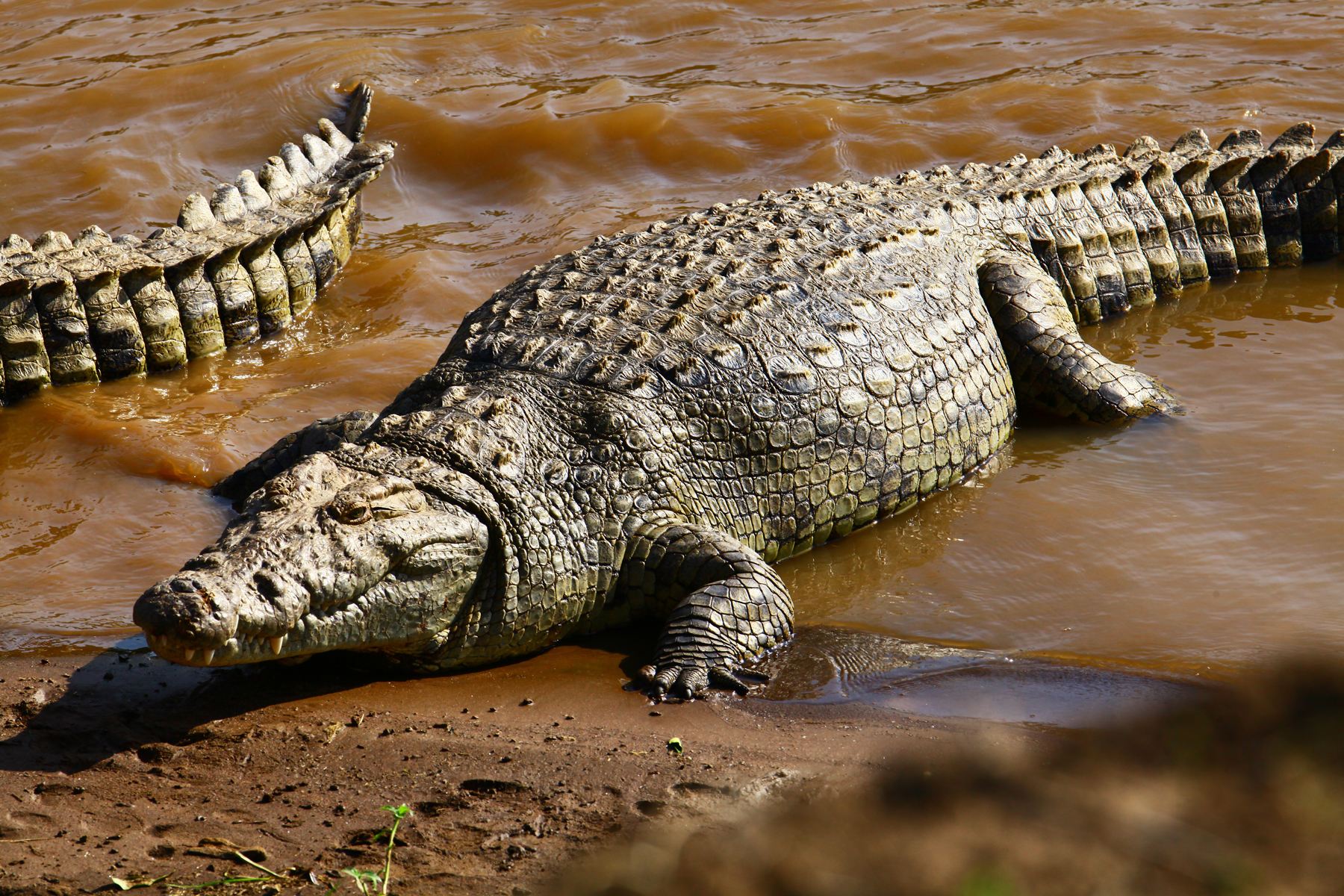 鱼塘养殖黄颡鱼甲鱼能吃吗,养殖甲鱼为什么不能吃