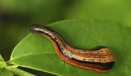 水蛭钻进身体里能活吗,水蛭被人吃进肚子里它能活多久