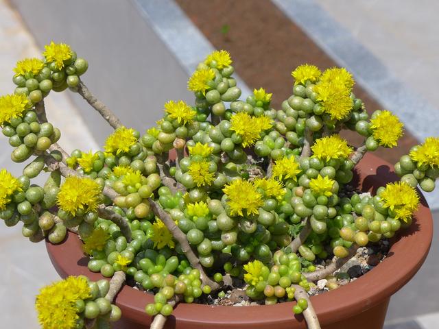 紫乐多肉开花后如何人工授粉,多肉开花怎么处理最好看