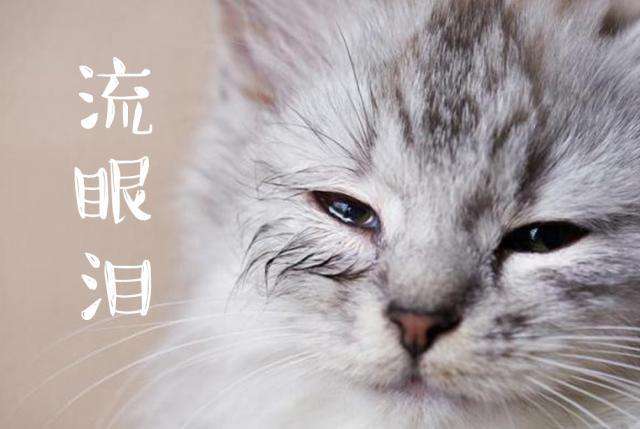 猫咪流眼泪的原因和解决方法,猫咪总是流眼泪的原因及解决方法