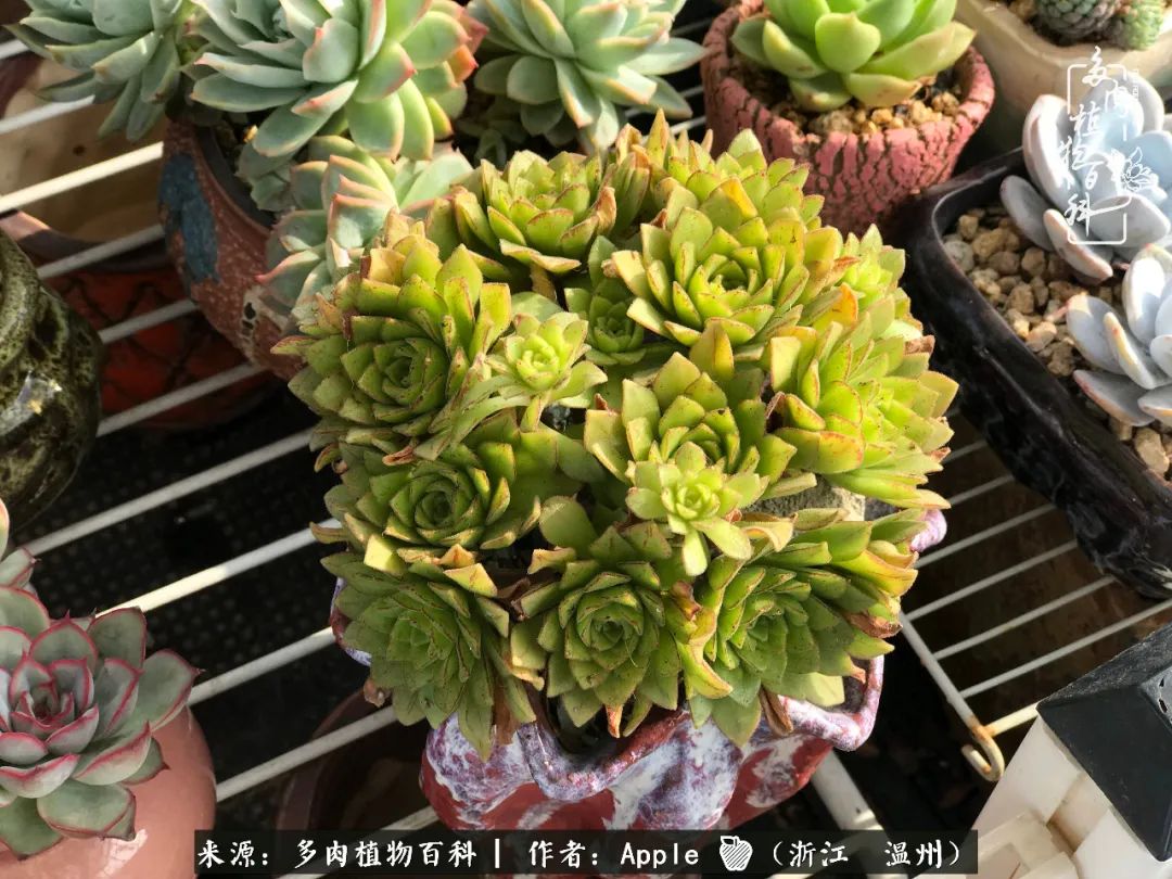 多肉成长记观察记录怎么写,多肉成长记录观察展板