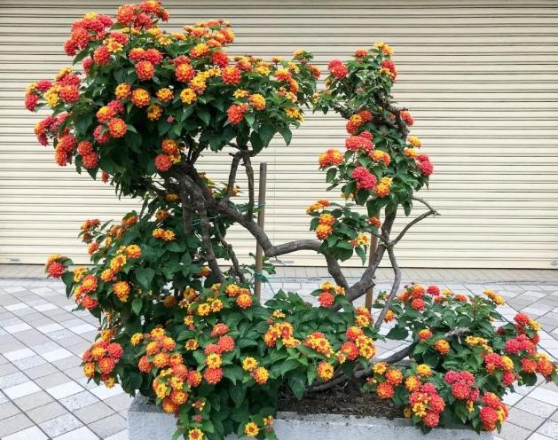 五色梅有没有毒,五色梅有毒还敢养吗