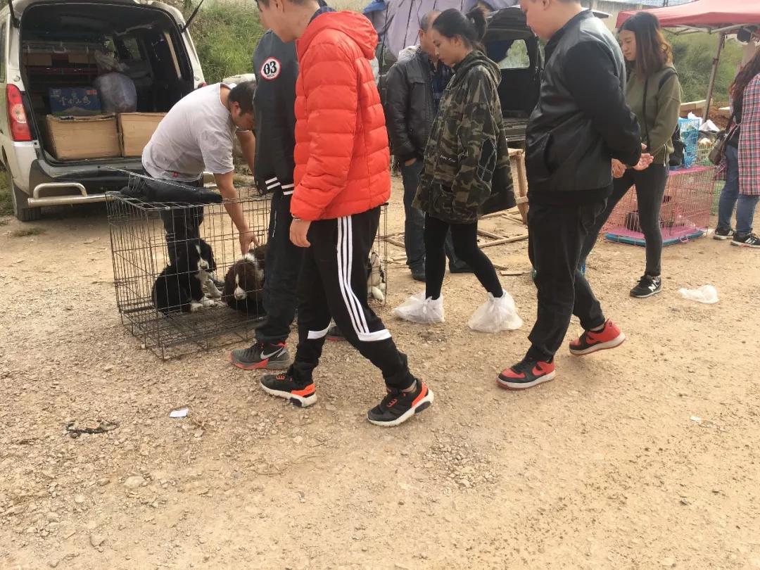 土狗杂交狗品种大全,大型杂交狗品种图片大全