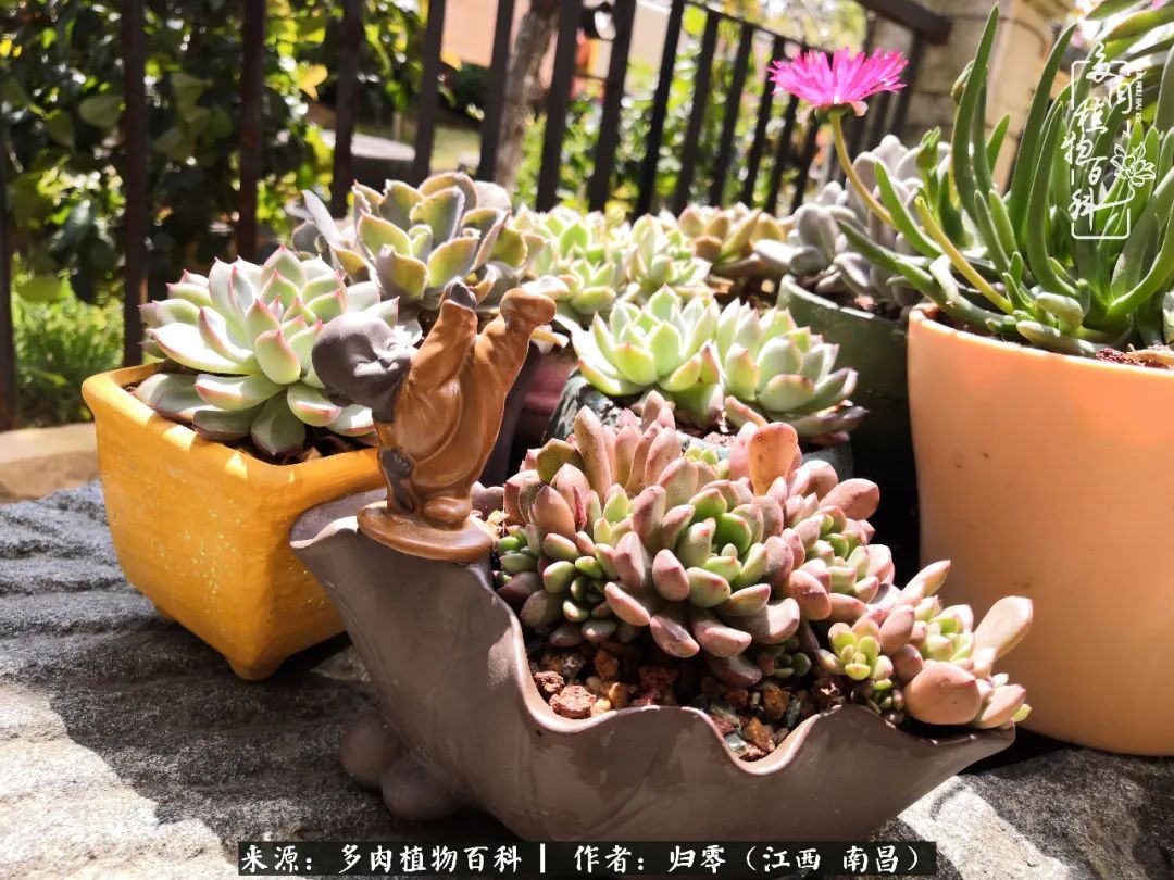 人生转个弯，在小院遇见落入凡间的多肉小精灵