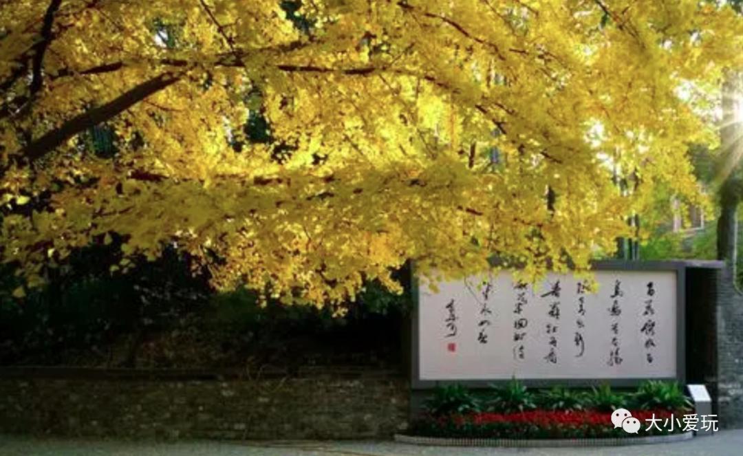 北京红螺寺银杏最佳观赏时间,北京赏银杏景区有哪些