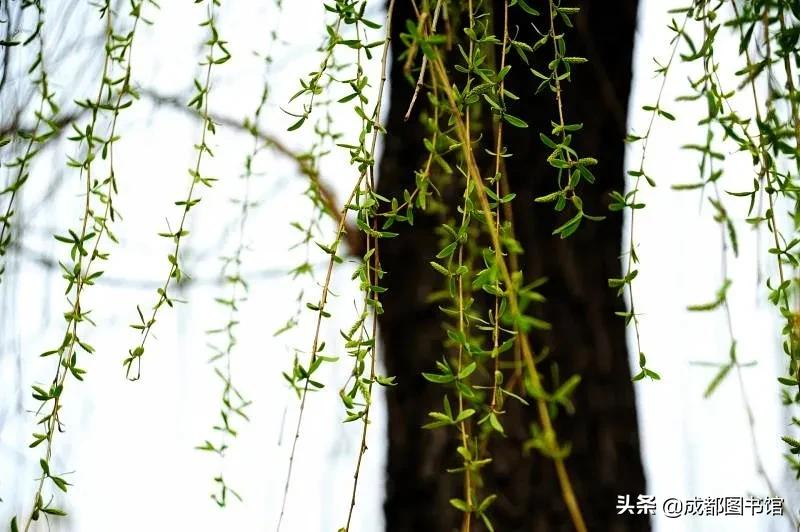 成图4月品牌活动到!快来赴一场*光春**之约