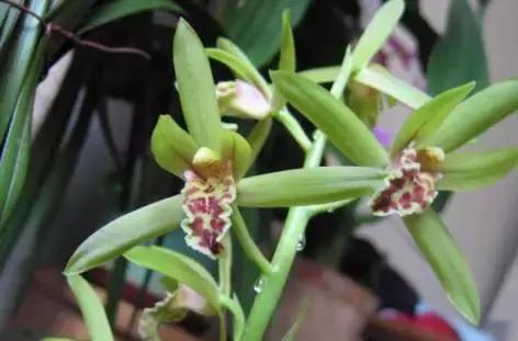 史上最全的兰花鉴赏,兰花品种之精品欣赏