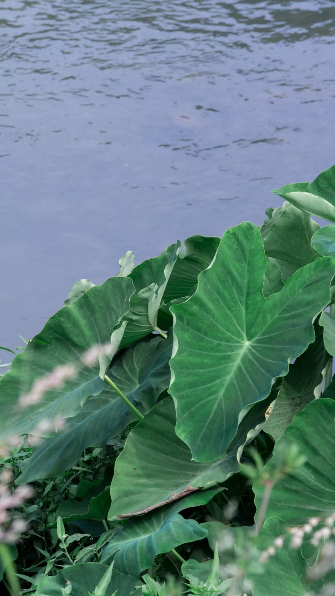 深圳好玩景点地铁路线,深圳好玩免费景点地铁直达的