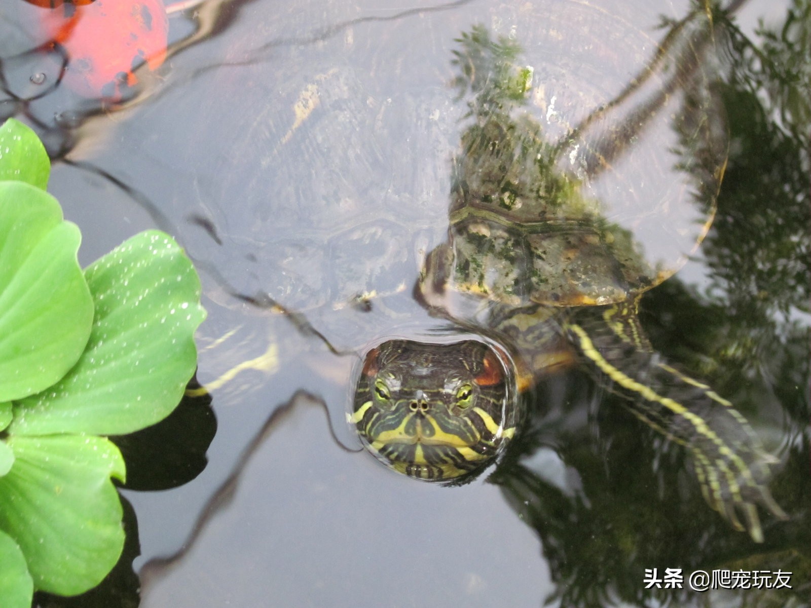 巴西龟水质怎么处理,巴西龟怎么保持水质