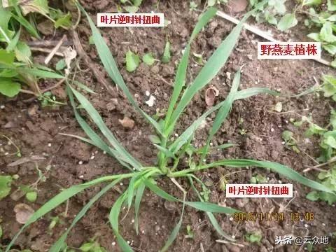 麦田野燕麦用什么药封闭好,小麦地里的野燕麦用什么方法根除