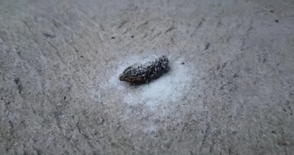 被蚂蟥钻身体里到底有多恐怖,蚂蝗能进入人的大脑里吗