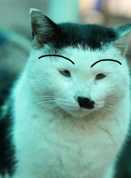 丑猫大赛视频完整版,2020年丑猫大赛看看丑到你了没