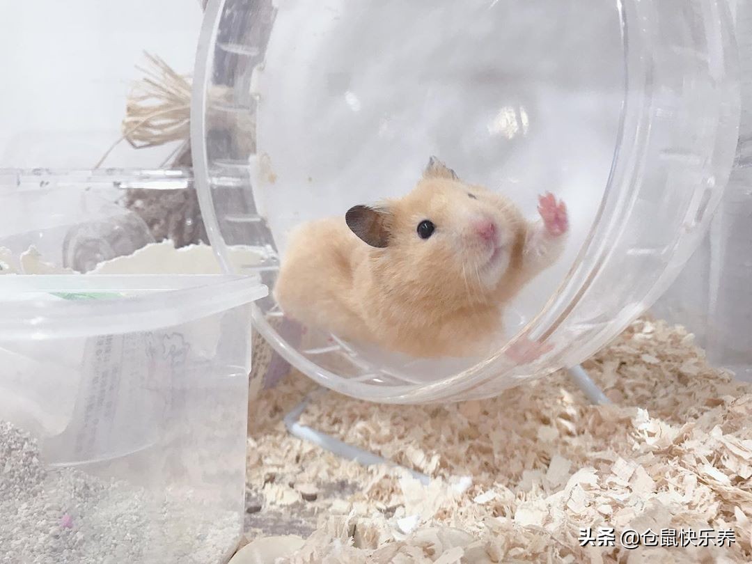 仓鼠12点在笼子里疯狂跑来跑去,仓鼠晚上太安静主人很担心怎么办