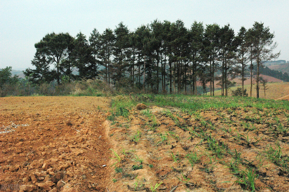 七岁孩子一天没吃饭,七岁小孩不吃饭就哭