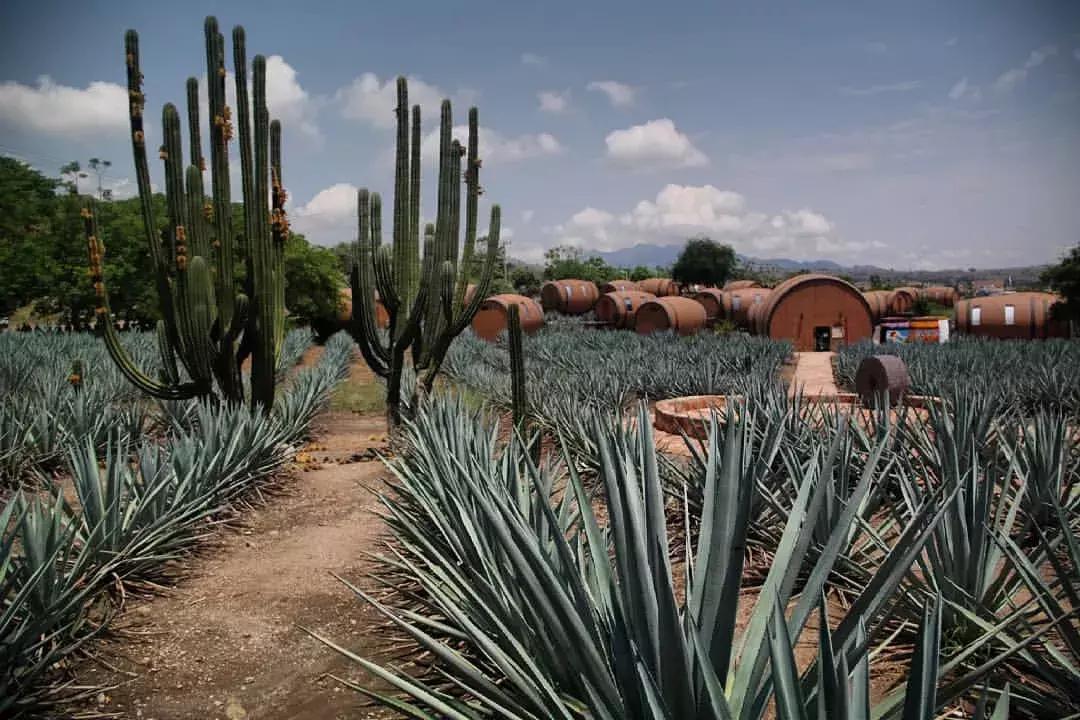 墨西哥酒桶民宿,不可错过的密室店