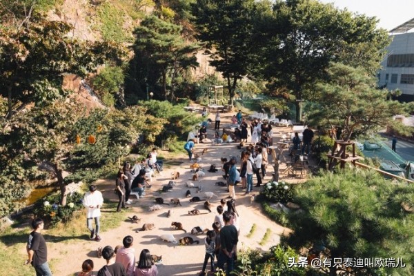 日式猫咪咖啡馆,日本东京猫咪咖啡厅